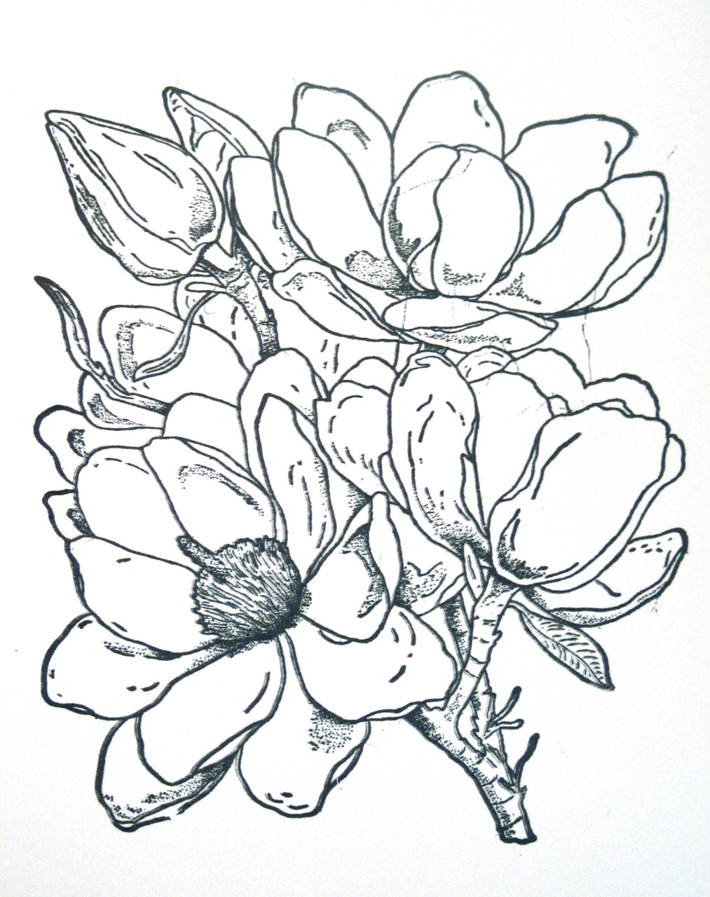 magnolia flower coloring pages - photo #9