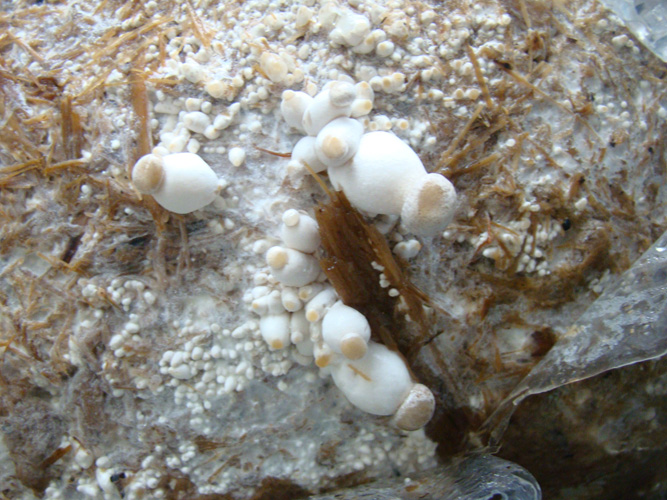 Setas y Recetas Pleurotus eryngii