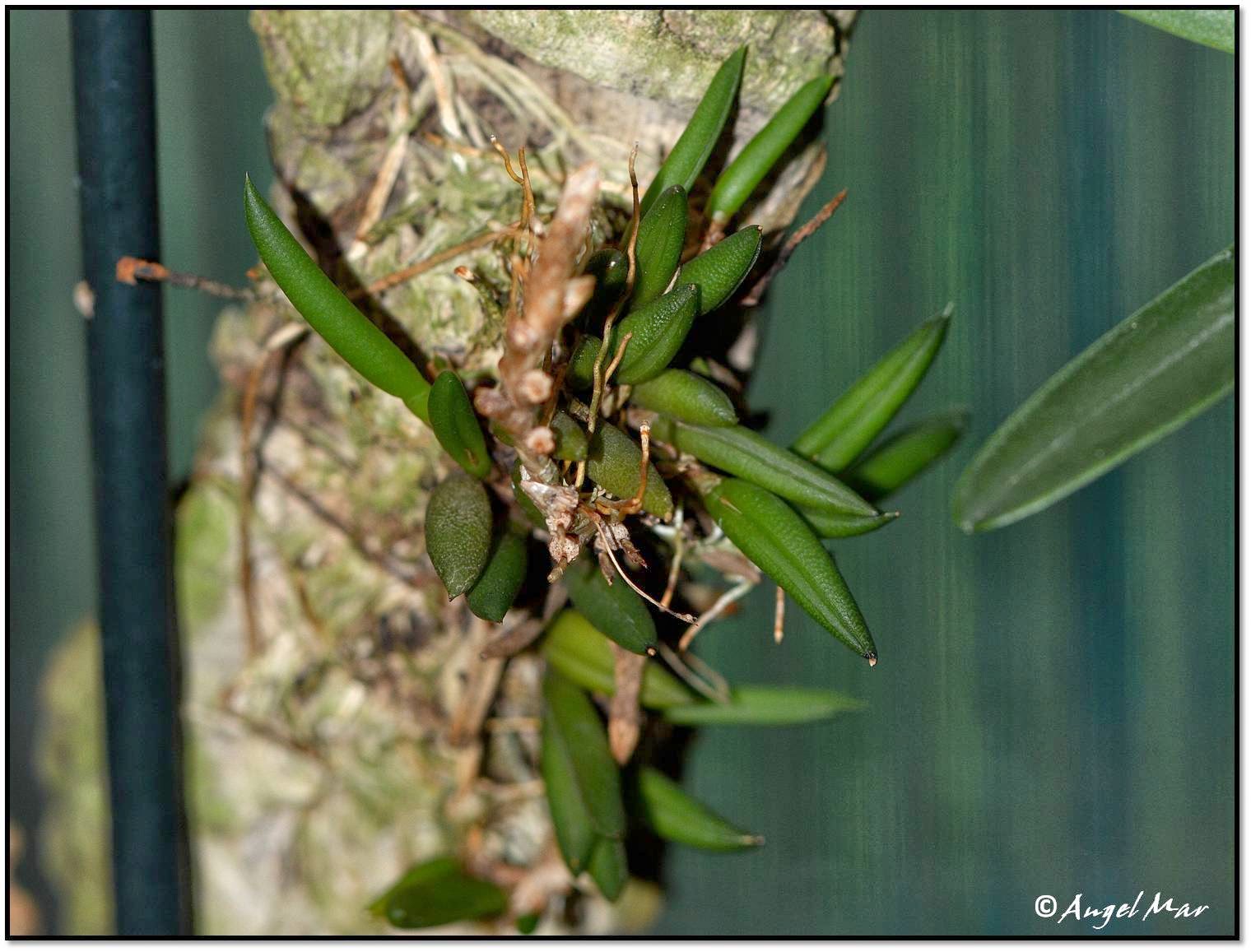 Orquídeas Blog de Angel Mar: Pleurothallis sarracenia (Acianthera bragae)  Micro orquídea