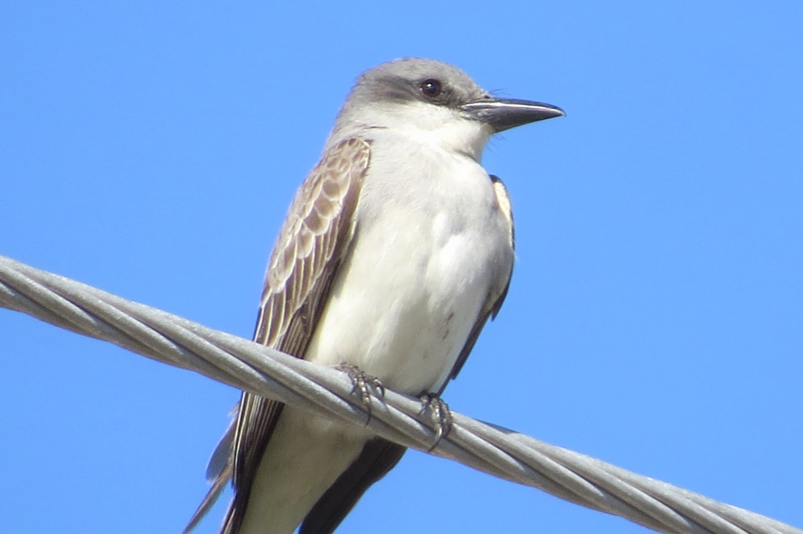 Florida Suncoast Birding Birds and Wildlife Special to Southwest Florida