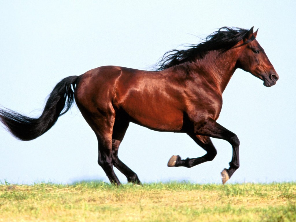 thats a horse on me WordReference Forums