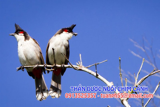 Ba chú chim nhỏ - Kho Tàng Truyện Cổ Tích Chọn Lọc