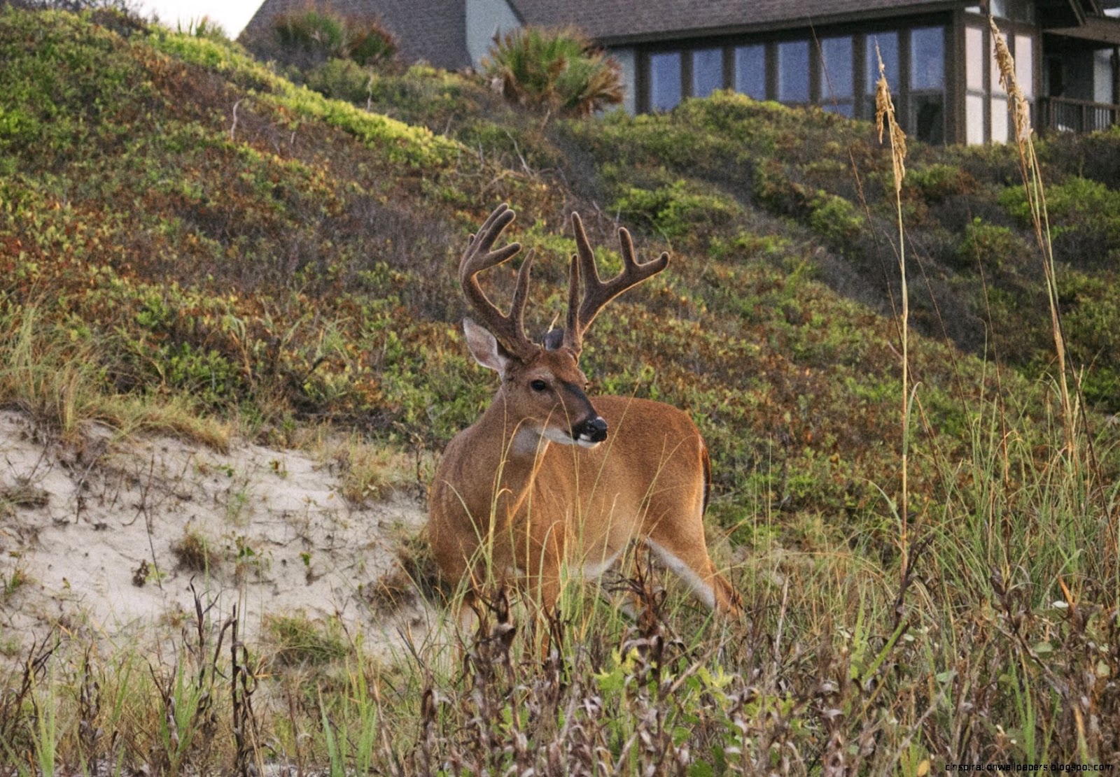Kiawah Island South Carolina Deer