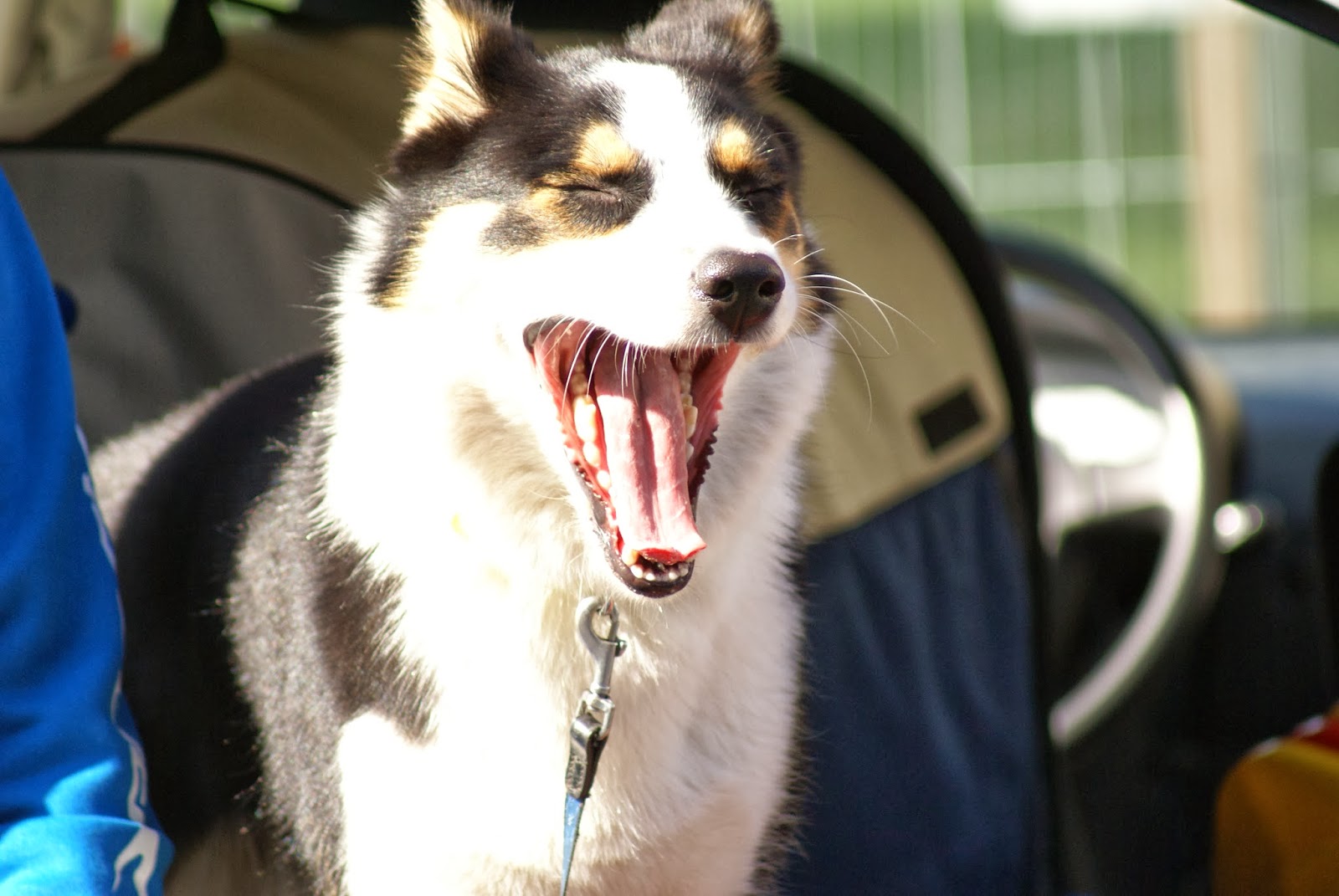 StressHund StressPhysiologie