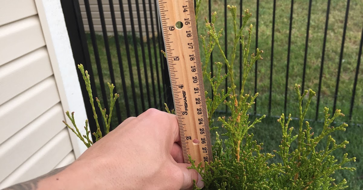 Emerald Green Arborvitae Growth Chart