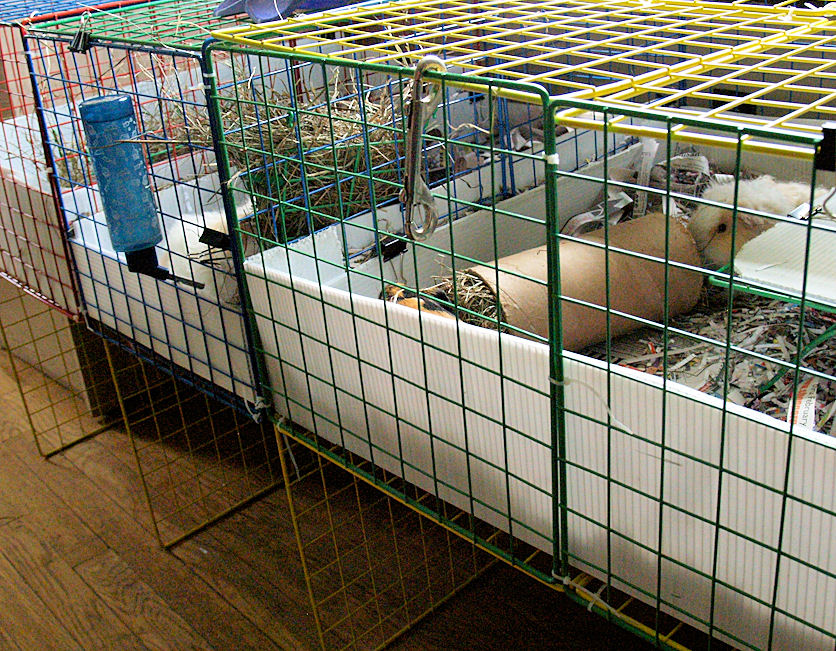 Wheeking Guinea Pigs! Cleaning Piggy Cages using Newspaper )