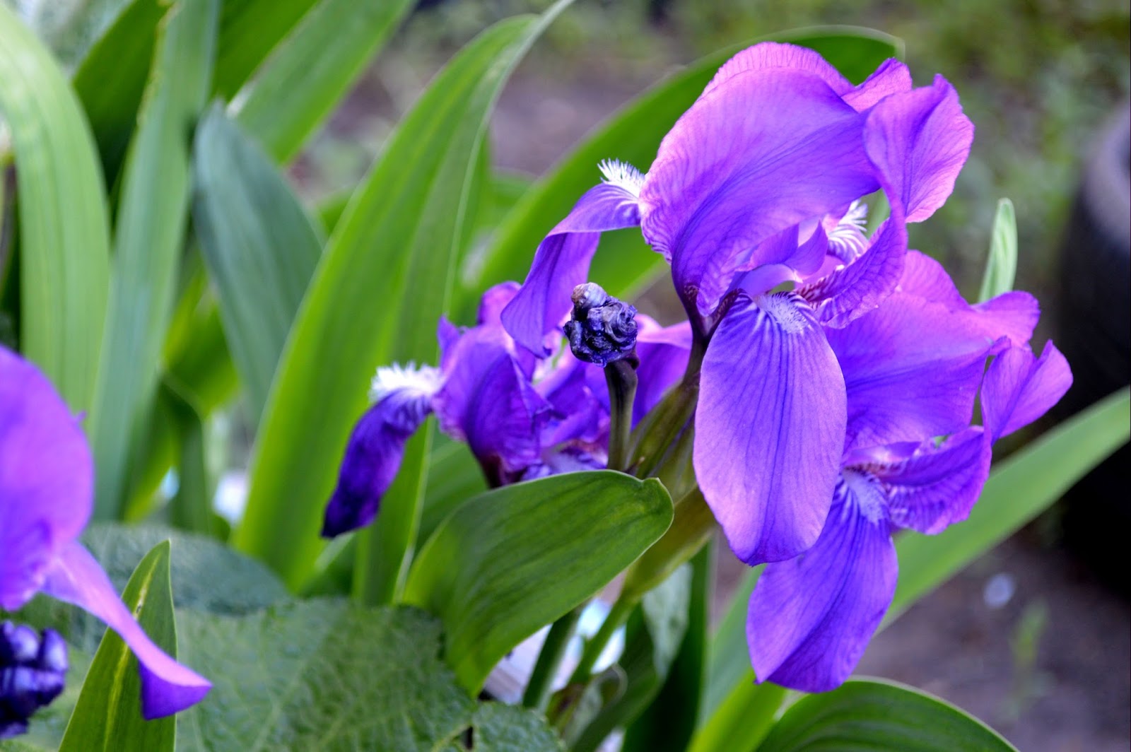 как открыть ирисы. ирисы зимовка. ирис сибирский тайкун. ирис весенний луковичный. как открыть ирисы.