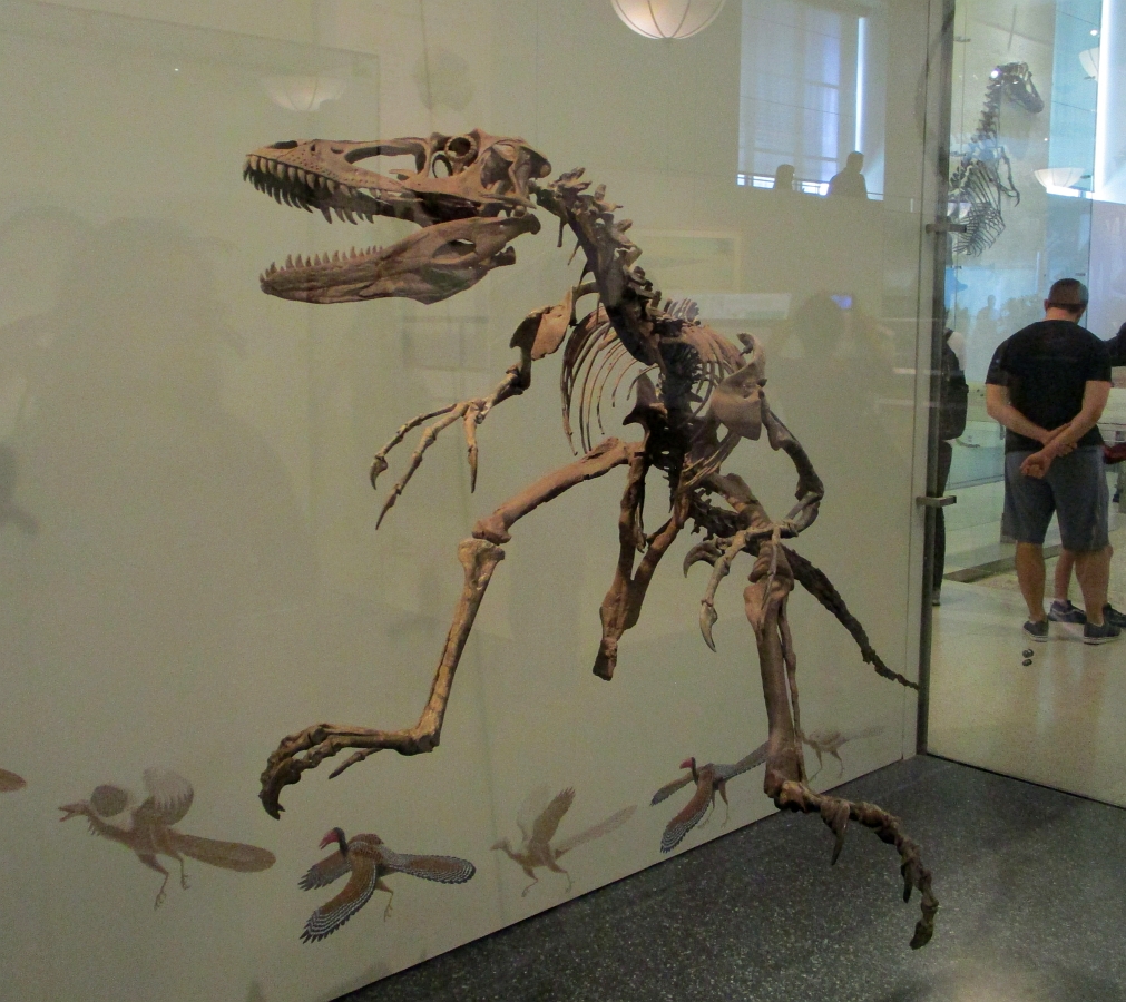 Love in the Time of Chasmosaurs: American Museum of ...