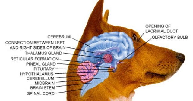 Breed Specific Legislation: More Questions