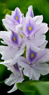 flor-de-planta-acuatica-de-color-blanco-a-celeste