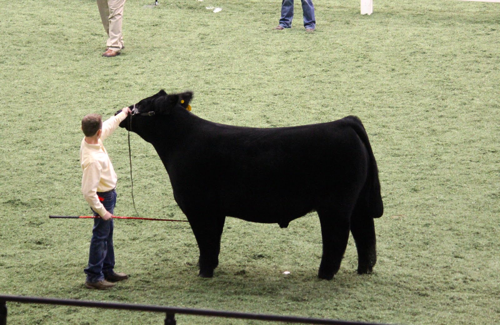 Executive Sires, Inc. American Royal Steer Show Division 2 Champions