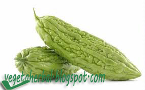 Manfaat dan Khasiat Buah Pare Untuk Kesehatan  Manfaat Buah Pare