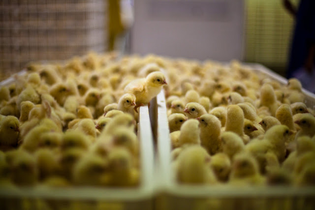 [Video] Anak Ayam Diperlakukan Keji Produsen Daging