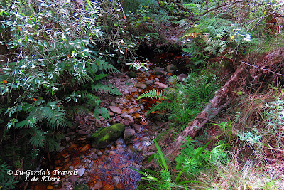 Mushroom Meander