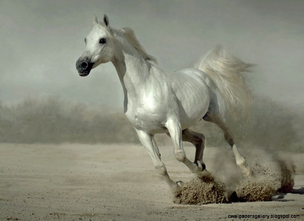 White Running Horses Wallpaper