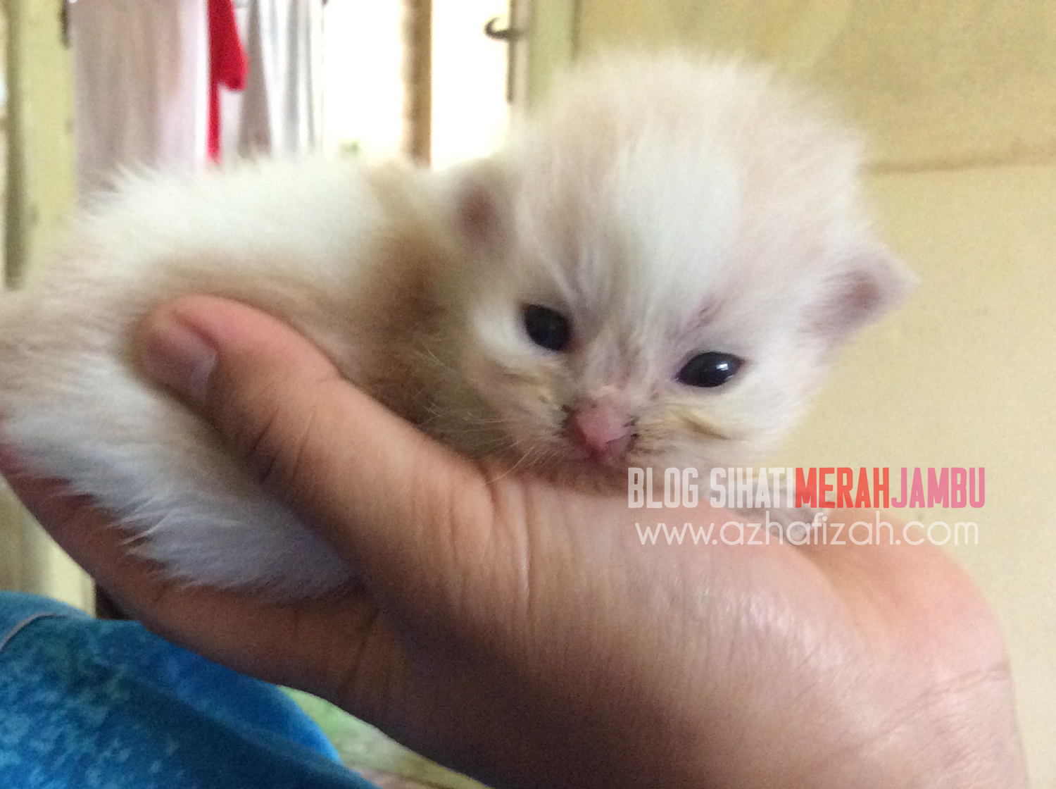 Mixed Breed Kittens Blog Sihatimerahjambu