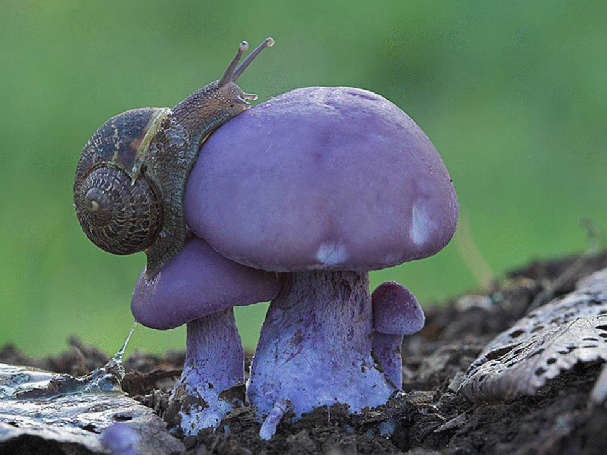 гриб лось. гриб ежовик чешуйчатый. ежовик гриб. ежовик черепитчатый. гриб лось.