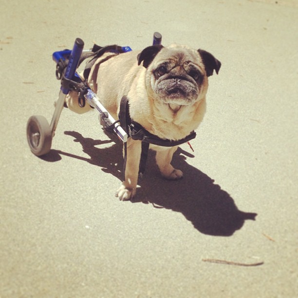 pug, dog wheelchair