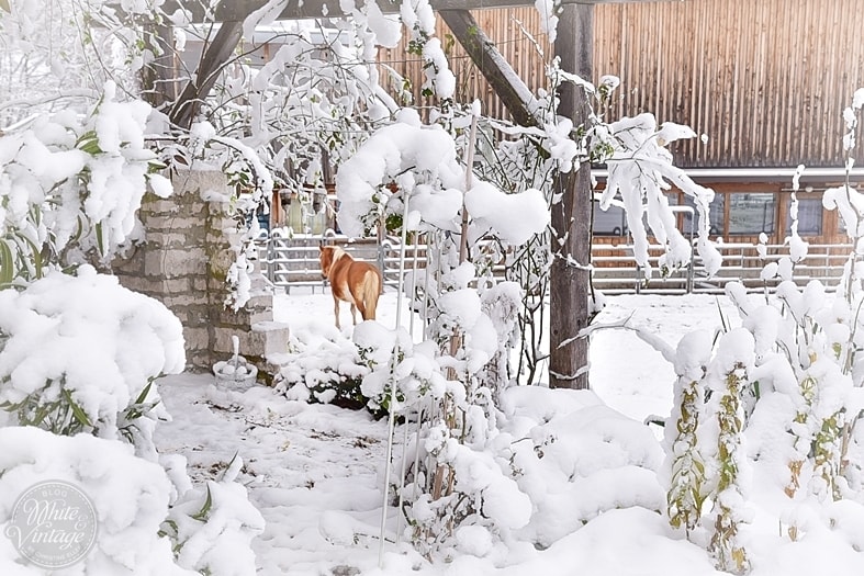 Winterbilder: Pferde im Schnee.