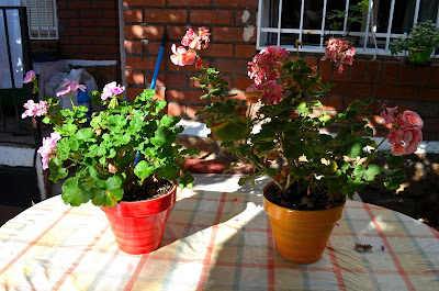 Trabajando en mi jardin: Preparar los Geranios para el invierno