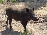 الحيوانات الكالشة - الخنزير