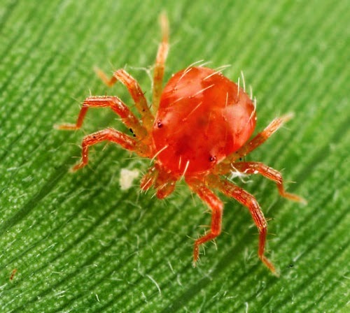 spider mites spider mites