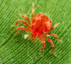 spider mites kill nu