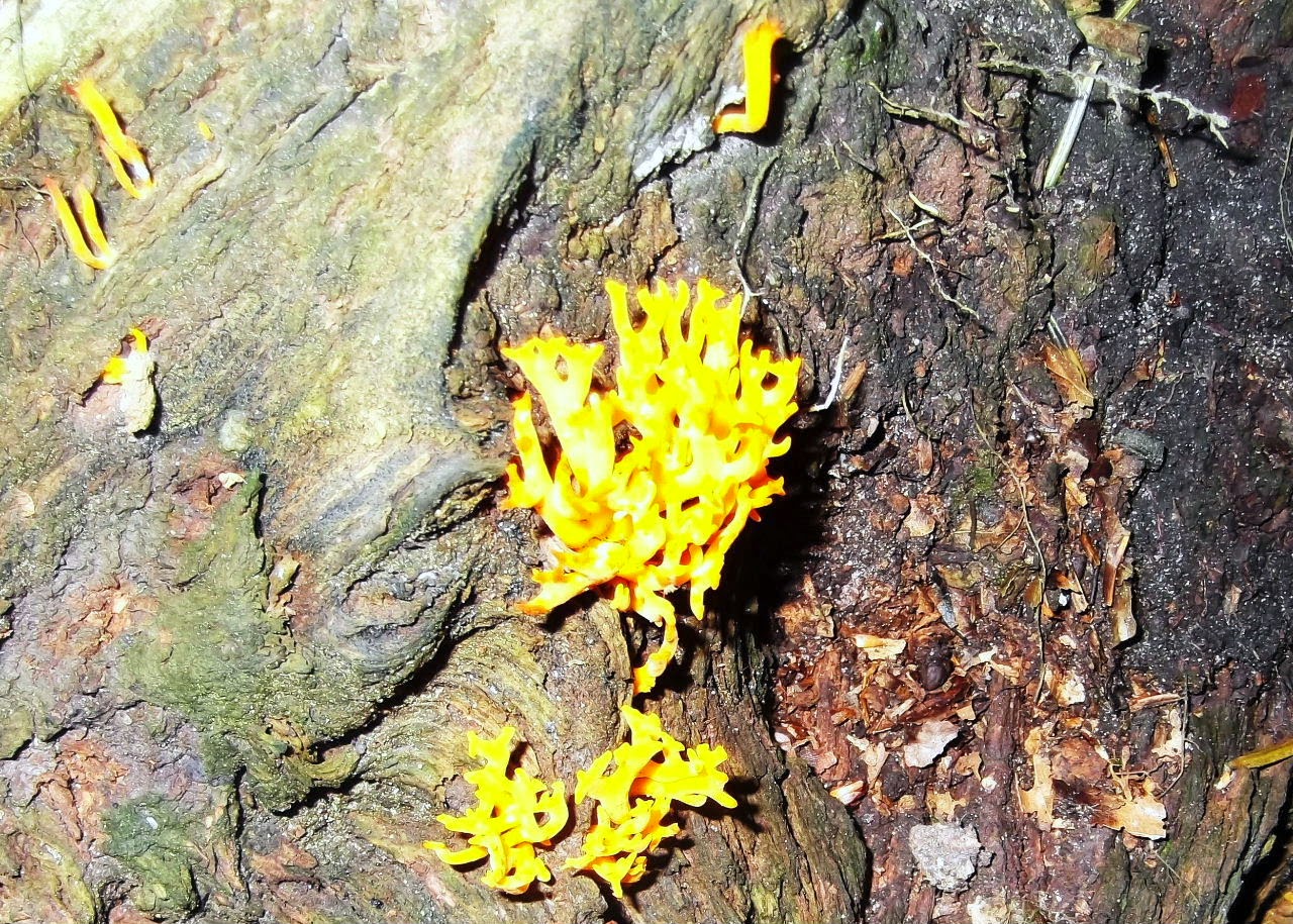 Largo Baywatch Yellow Stag's Horn Fungus