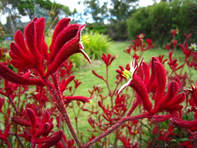 types of flowers australia Kangaroo Paw Bush Gems | 640 x 480