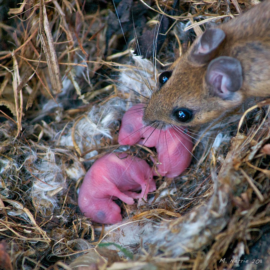 Species of UK Week 39 Wood Mouse (‘Apodemus sylvaticus’)