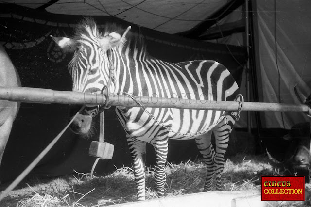 zebre au zoo du cirque Knie