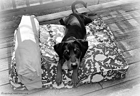 Penny loves her #MollyMutt bed and so does her Mama! #BlackAndWhite #DobermanPuppy #RescueDog #AdoptDontShop #LapdogCreations ©LapdogCreations