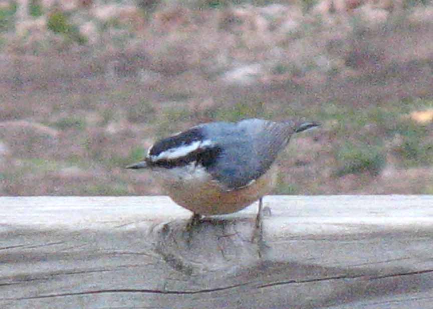 cindyzlogic Backyard Birds in SC Kansas