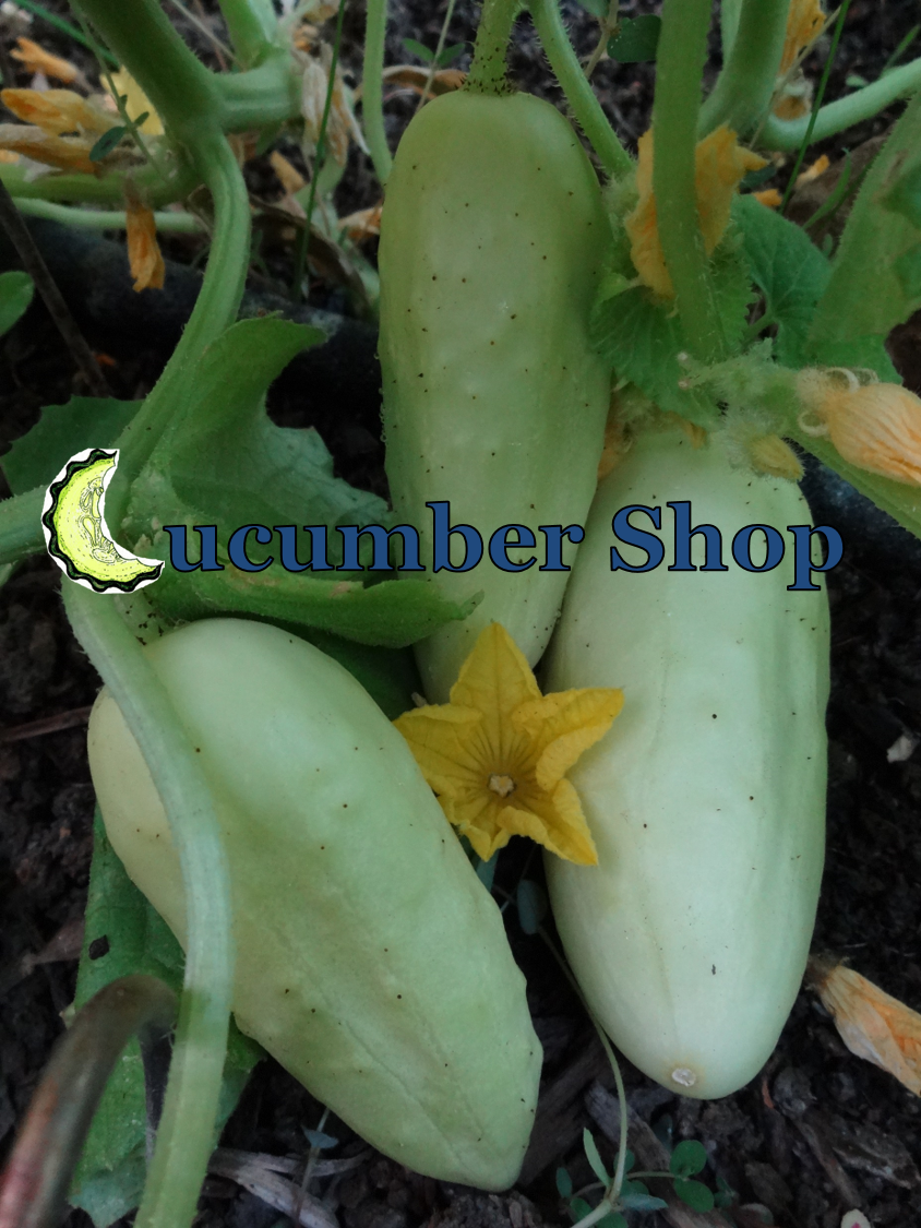 The Scientific Gardener Cucumber Shop