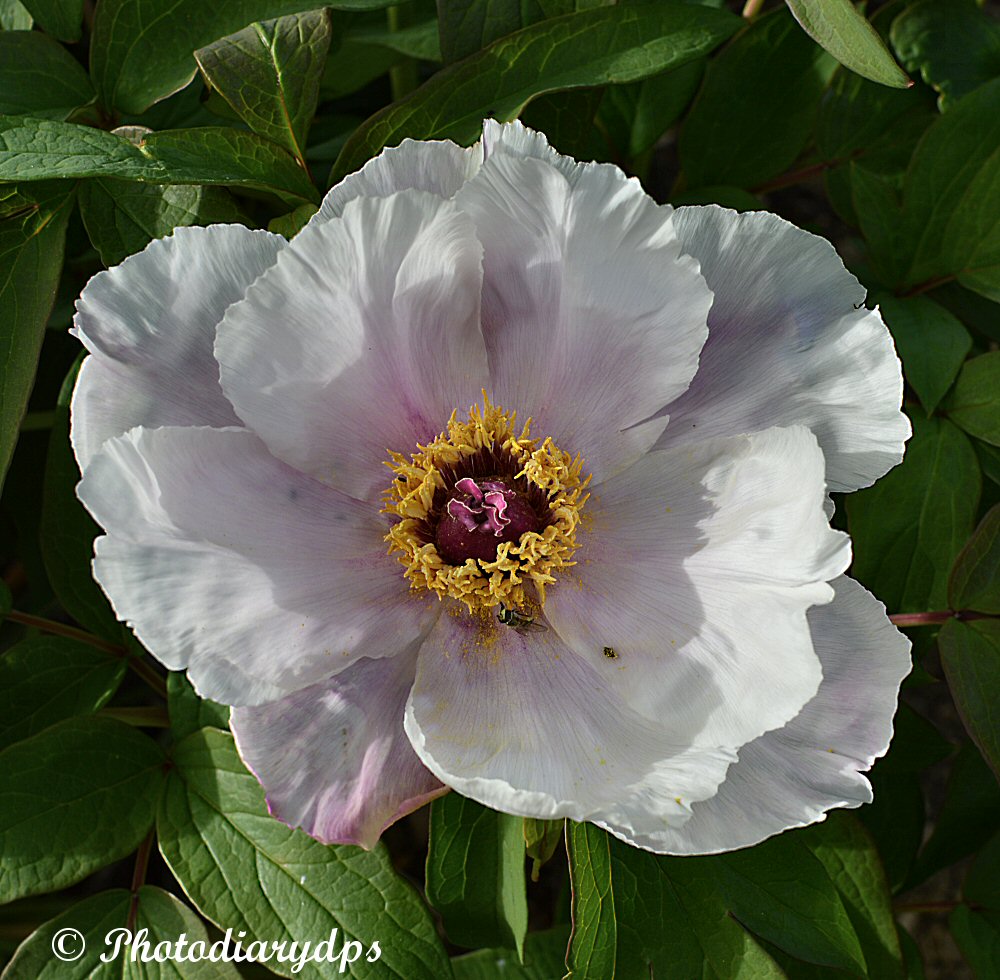 Choisya Ternata Stock Photos Choisya Ternata Stock Images Alamy