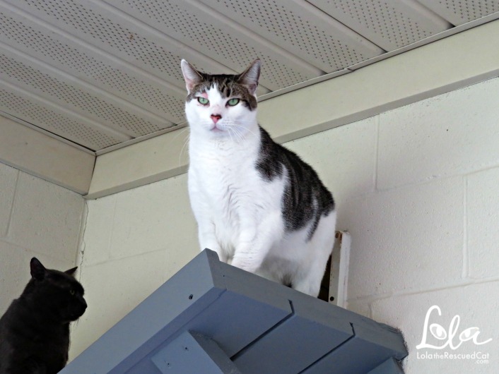 Tabbys Place|Cat Sanctuary