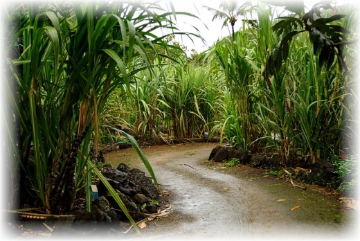 Download On Revival Of Soma Plant Of Rig Veda For Free Get Wallpaper On Revival Of Soma Plant Of Rig Veda For Android