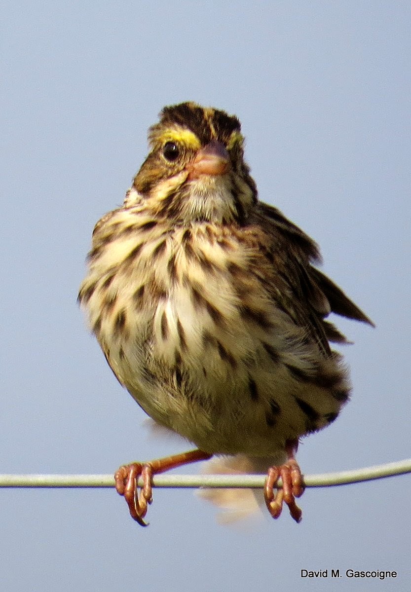 Savannah Sparrow Travels With Birds