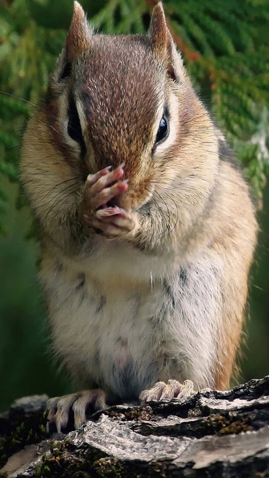 Squirrel   Galaxy Note HD Wallpaper   Squirrel   Galaxy Note HD Wallpaper