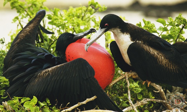 Daftar Burung Burung Yang Dilindungi Di Indonesia 1
