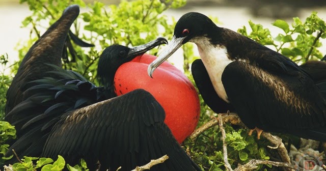50++ Daftar burung yg dilindungi terbaru terupdate
