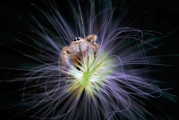 Nordin Seruyan, macro photography, photographs of tiny insects-2