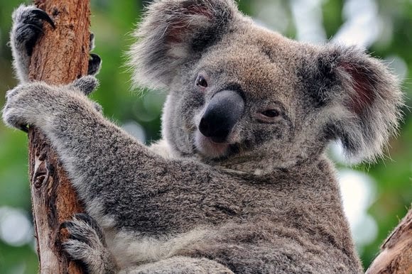 Dreams Report Teks Koala Dan Terjemahannya