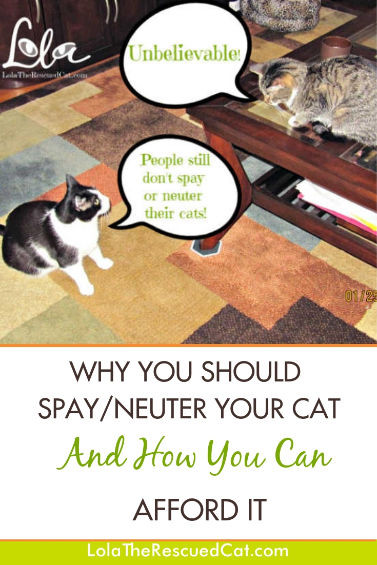 Why You Should Spay/Neuter Your Cat And How You Can Afford It Lola