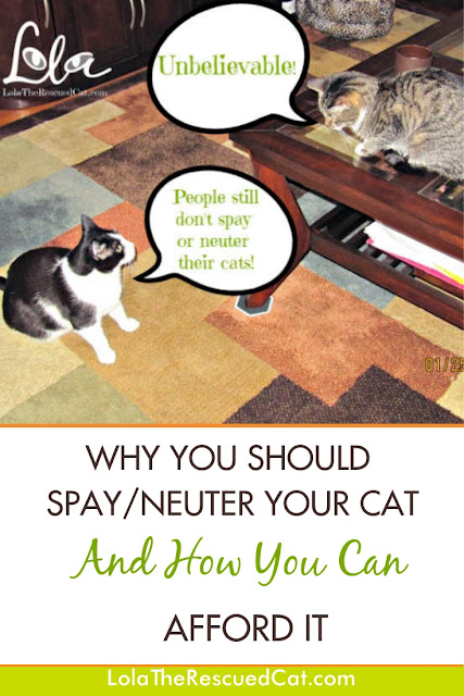 why you should spay or neuter your cat