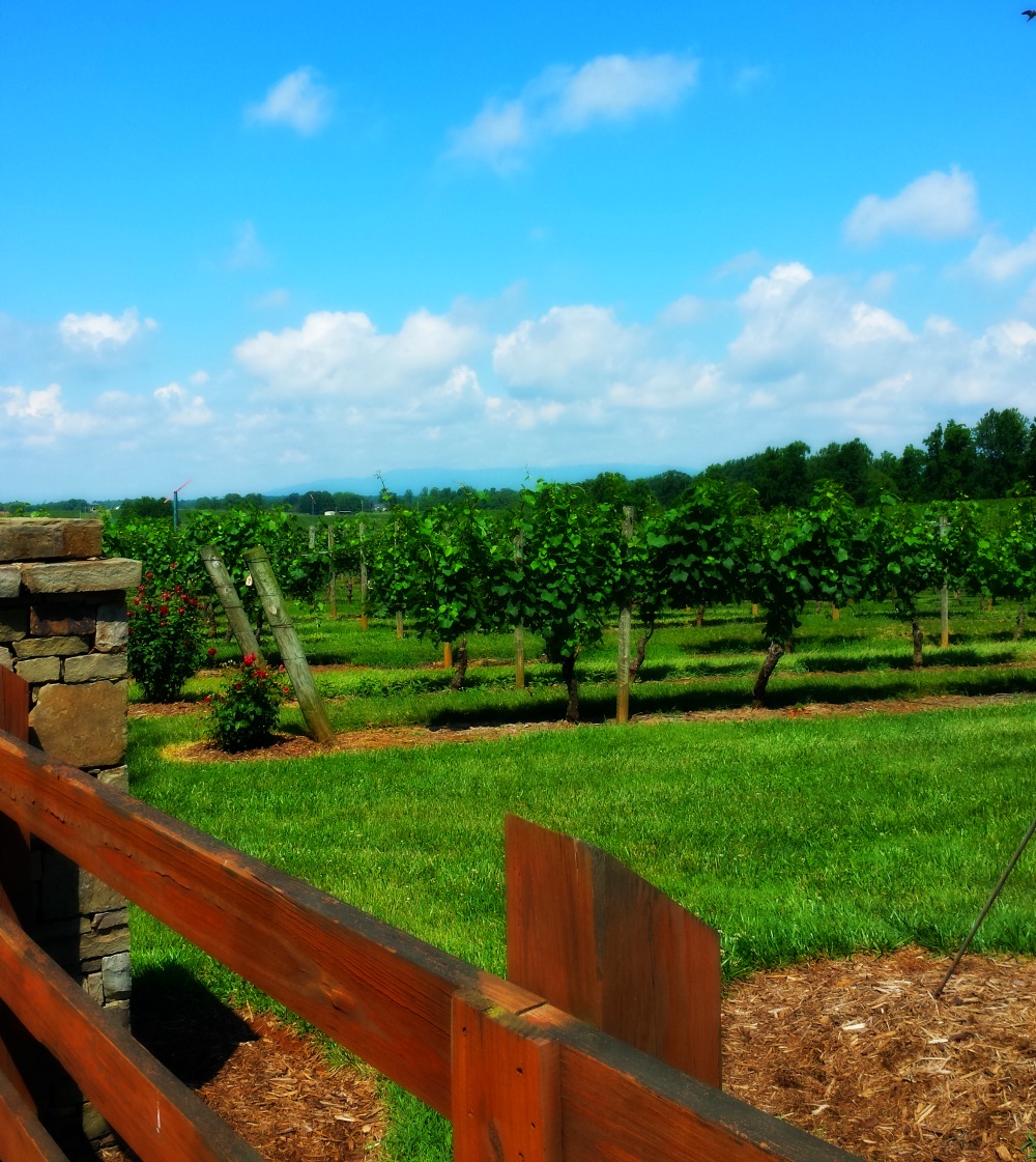 NC Yadkin Valley Getaway Shelton Vineyards and Grassy Creek Vineyard