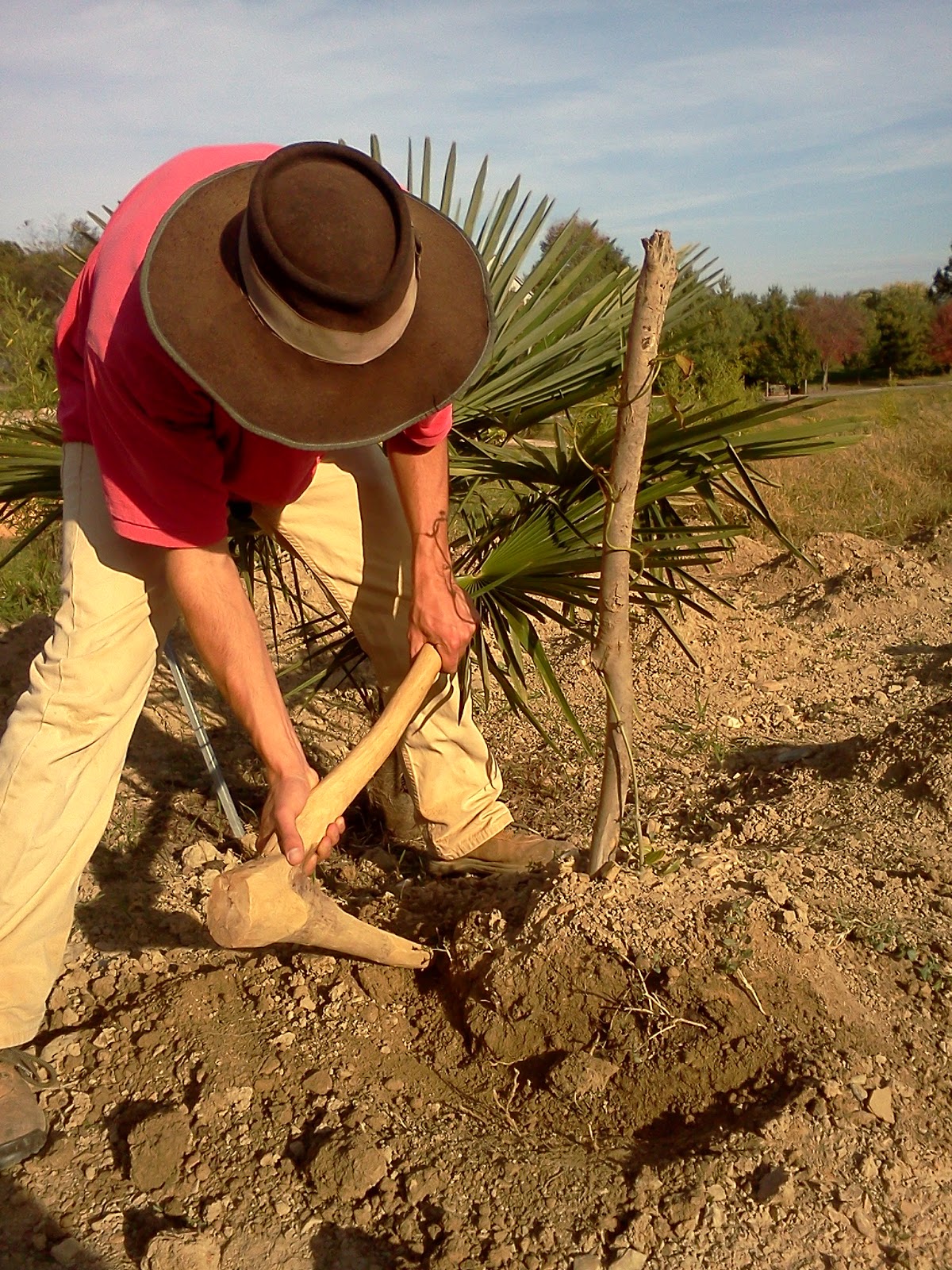 Frontier Culture Museum of Virginia Yam Day Harvest!