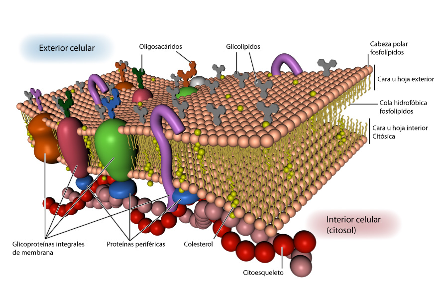 Leer Y Aprender Juntos La Membrana Plasmática Definición Y Estructura