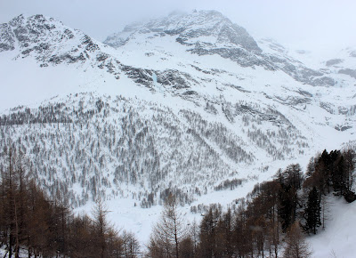 Bosques de Alerces en los Alpes