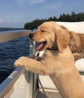 puppy on boat, puppy lake, happy puppy, adorable puppies, golden retriever pictures, golden retriever happy, golden retriever smile, golden smile, happiest dogs, happiest puppies, family pet, family dogs